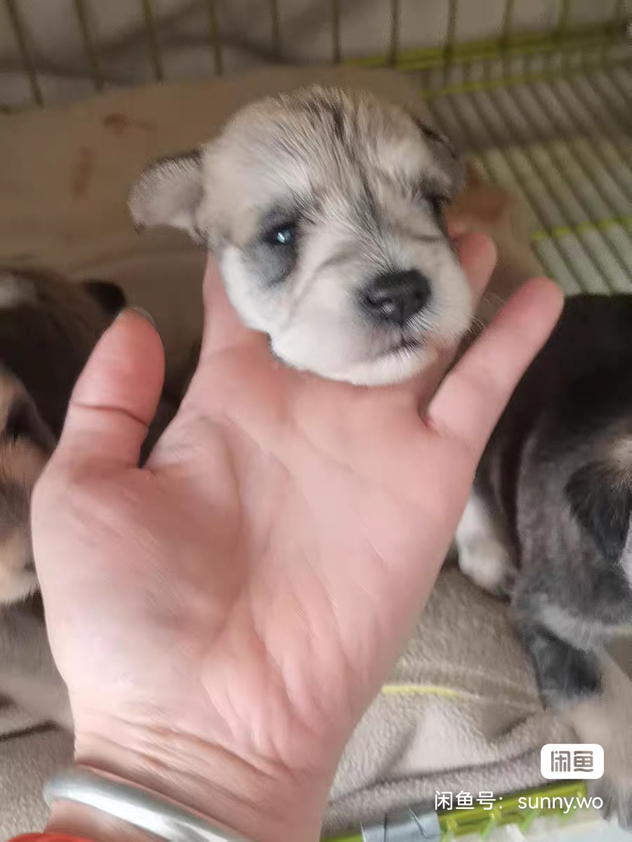 小体雪纳瑞9月5号出生，三公两母